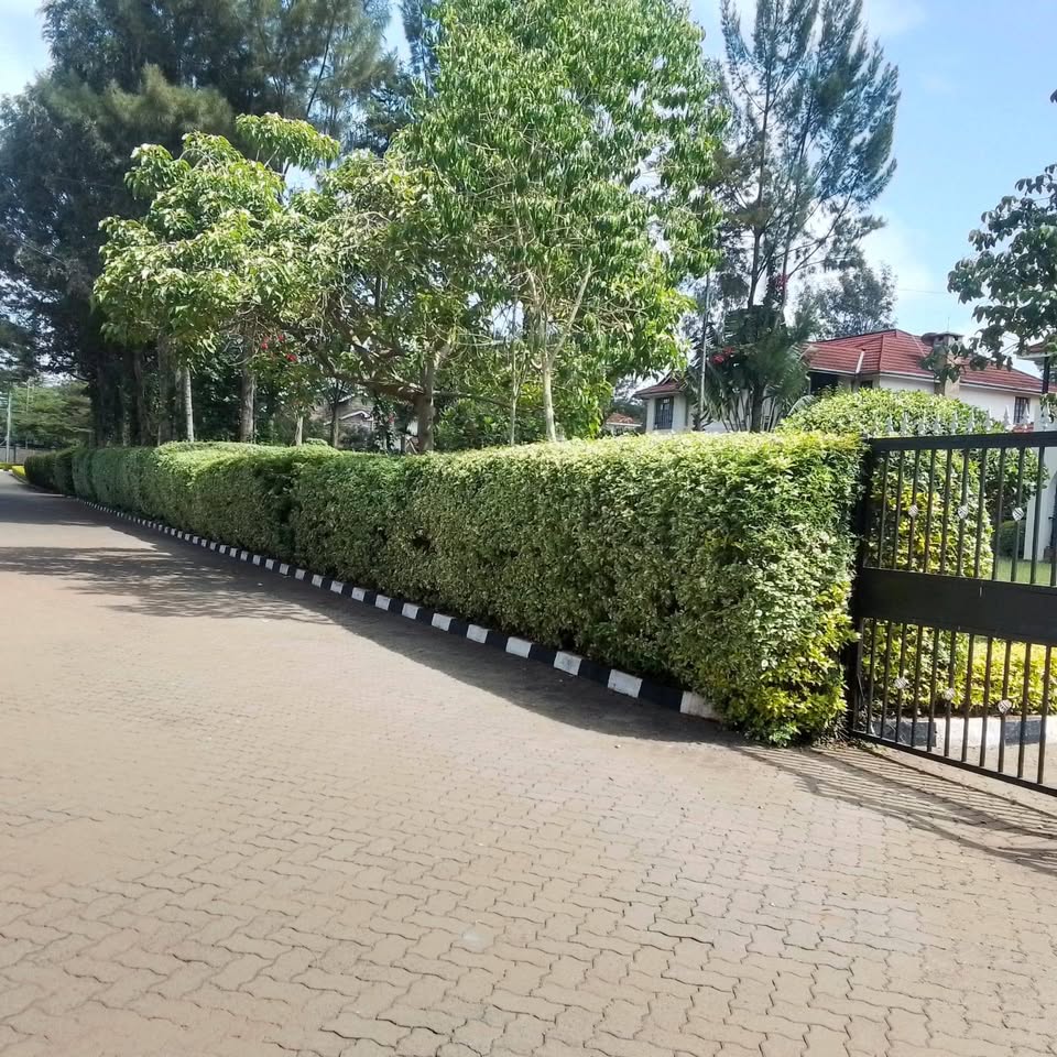 515497053_31210204628570289_6138452386313860230_n